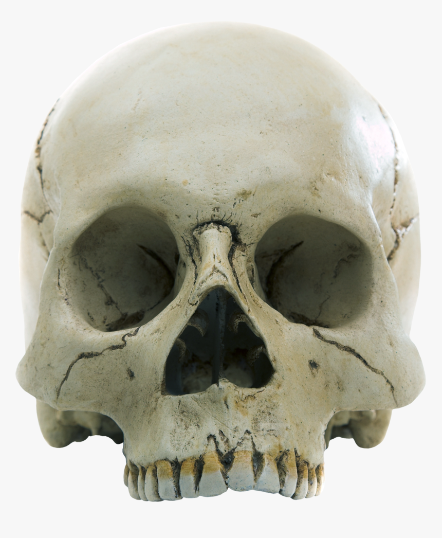 Skull Png - Forensic Anthropology Bachelor Degree, Transparent Png, Free Download