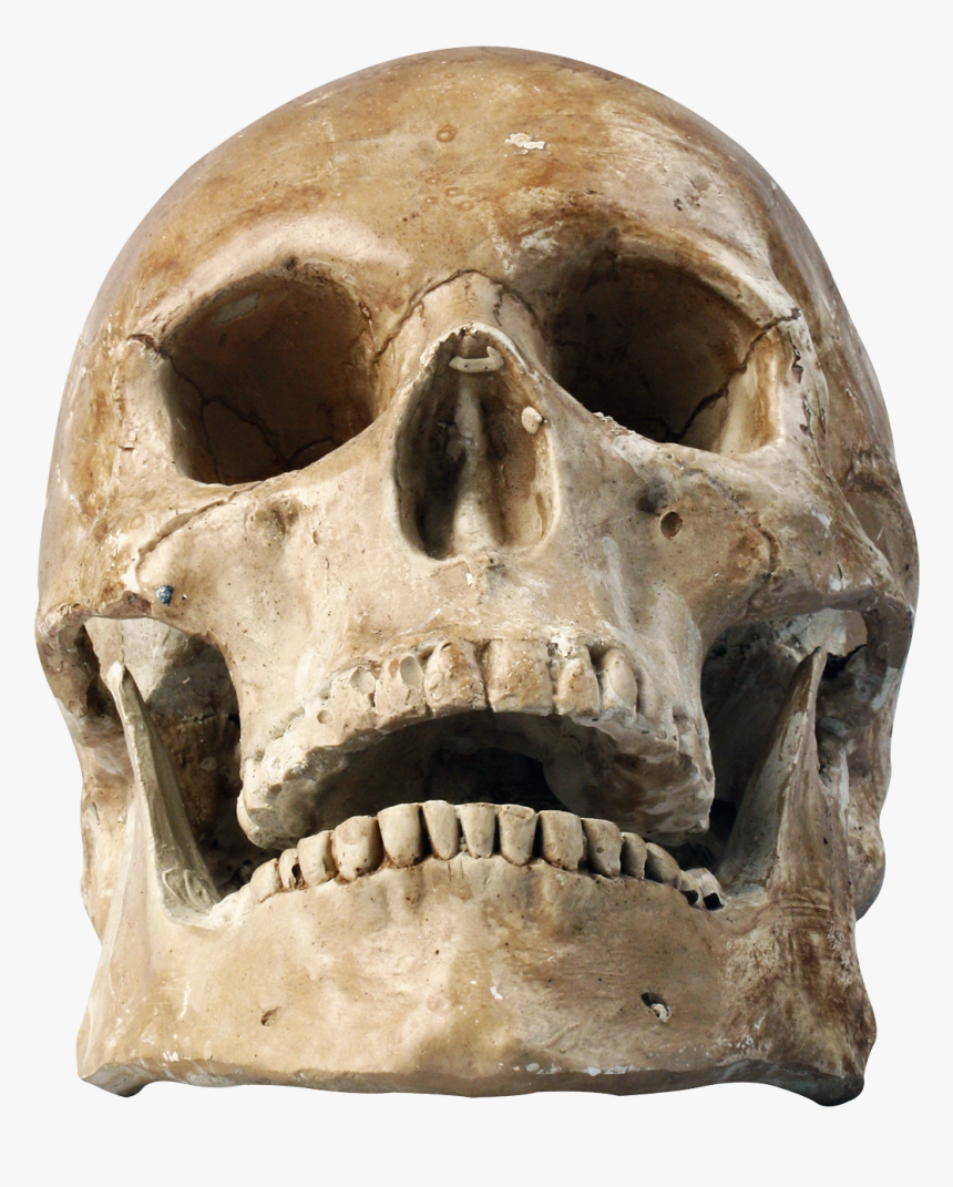 Skull Png Image - Skull Looking Up, Transparent Png, Free Download