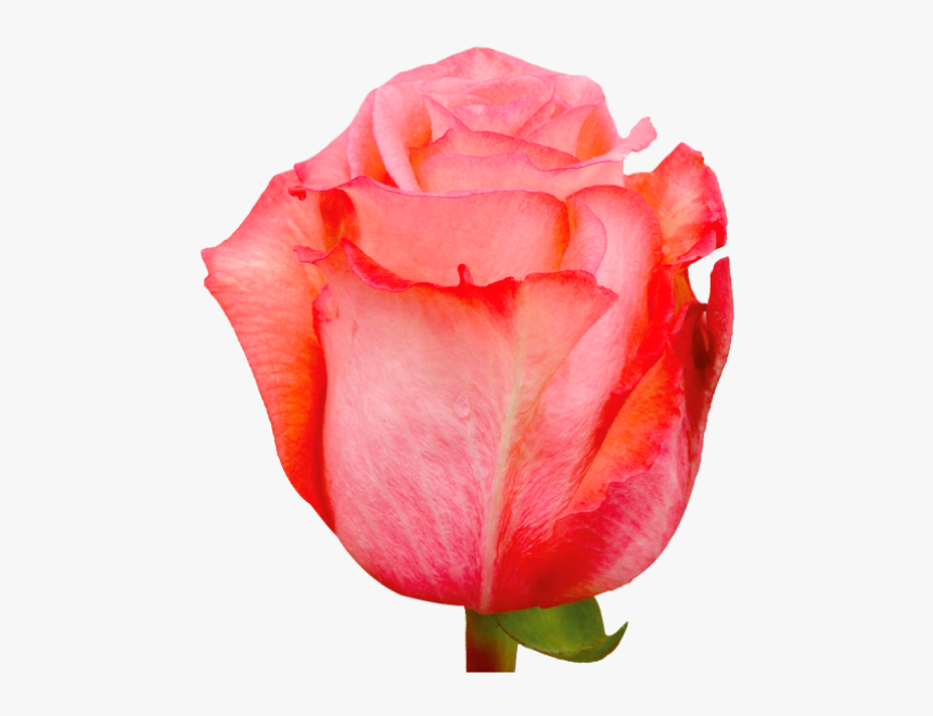 Roses Peach Imagination - Tulip, HD Png Download, Free Download