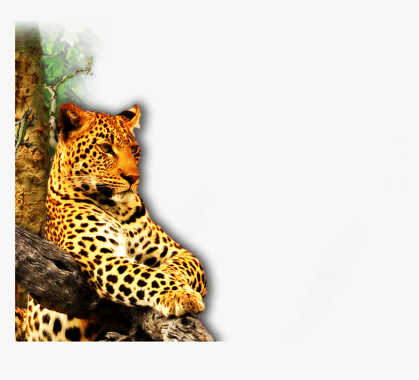 African Leopard, HD Png Download, Free Download
