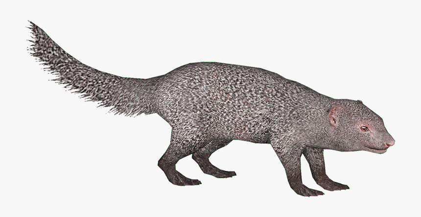 Thumb Image - Mongoose Png, Transparent Png, Free Download