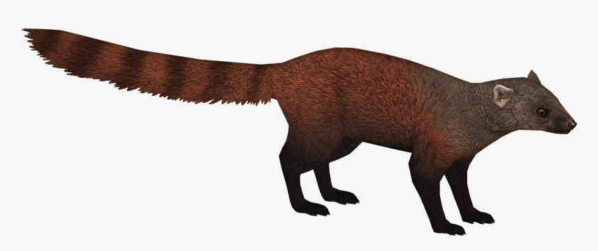 Thumb Image - Mongoose Png, Transparent Png, Free Download