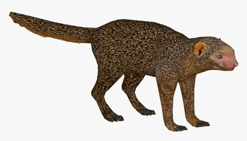 Transparent Mongoose Png - Mongoose Png, Png Download, Free Download