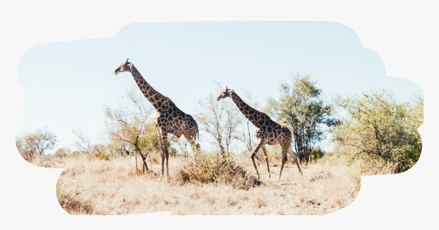 #freetoedit #giraffe #cute #tall #animals - Kruger National Park, HD Png Download, Free Download