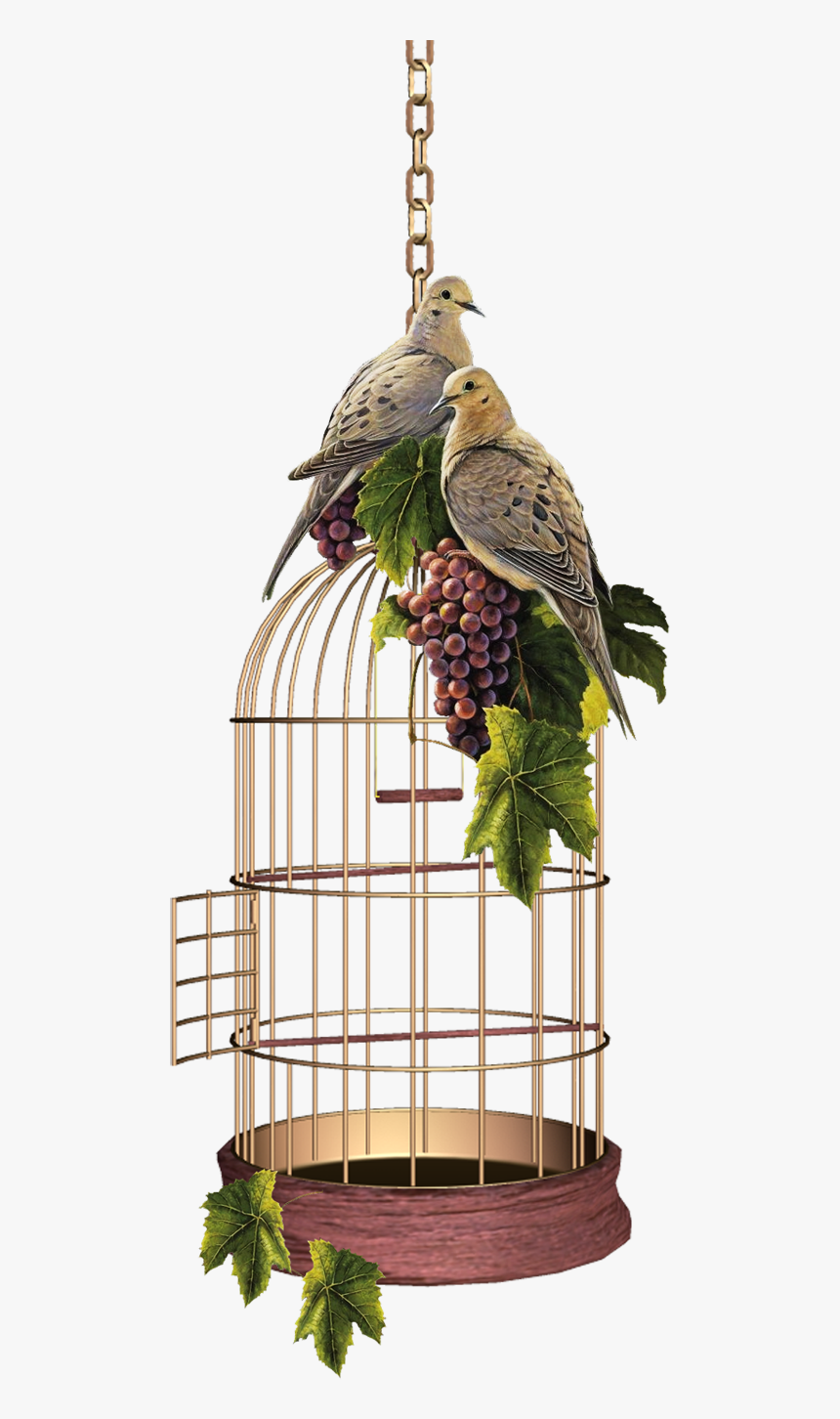 Parrot Cage Png Gif, Transparent Png, Free Download