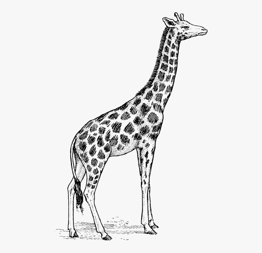 Giraffidae,line Art,wildlife - Giraffe Drawing Png, Transparent Png, Free Download
