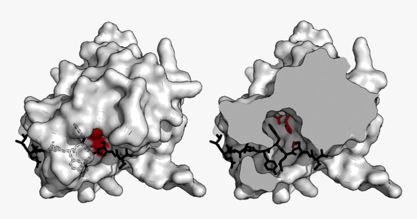 Tev Substrate Binding Tunnel - Cut Surface View Pymol, HD Png Download, Free Download