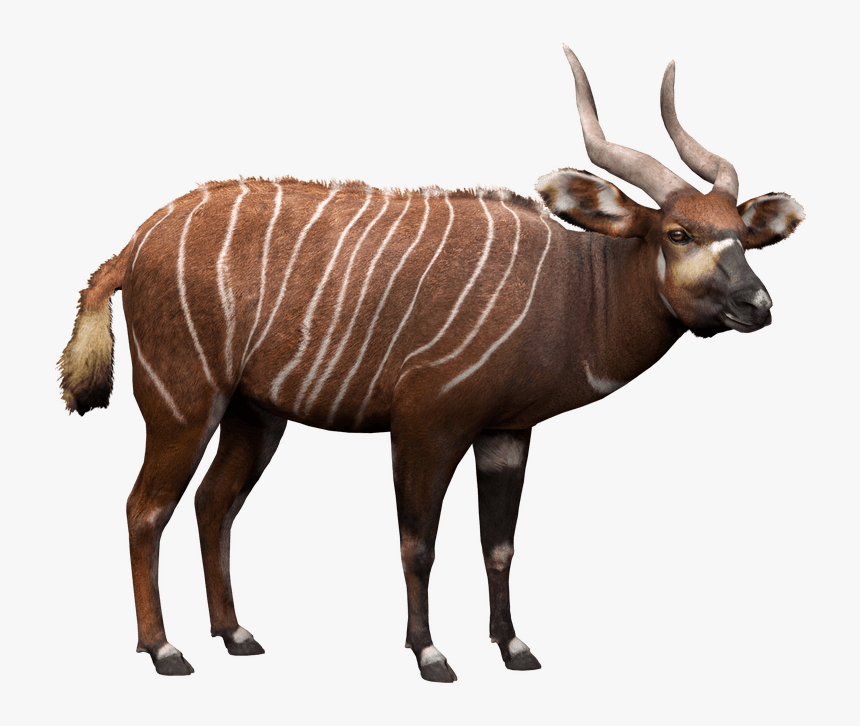 Bongo, HD Png Download, Free Download