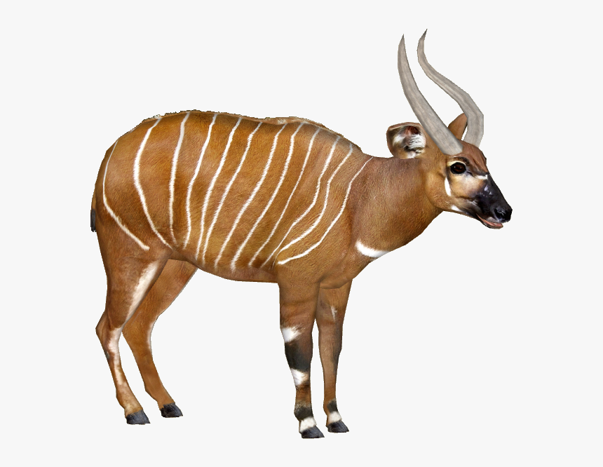 Zoo Tycoon 2 Bongo, HD Png Download, Free Download