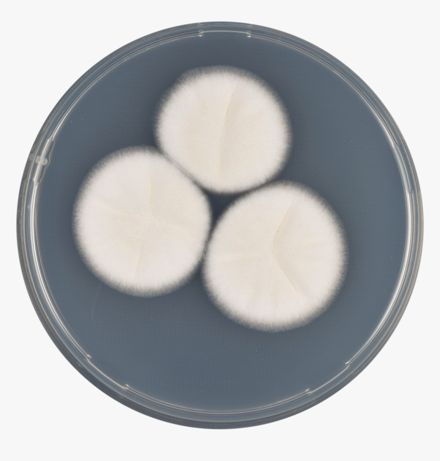 Aspergillus Coreanus Cya - Circle, HD Png Download, Free Download