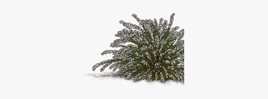 Snow Covered Bush Transparent, HD Png Download, Free Download