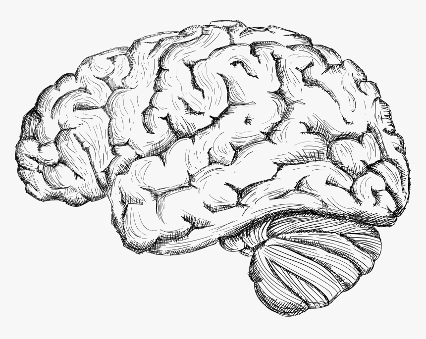 Human Brain Drawing Cerebrum - Brain Sketch Png, Transparent Png, Free Download