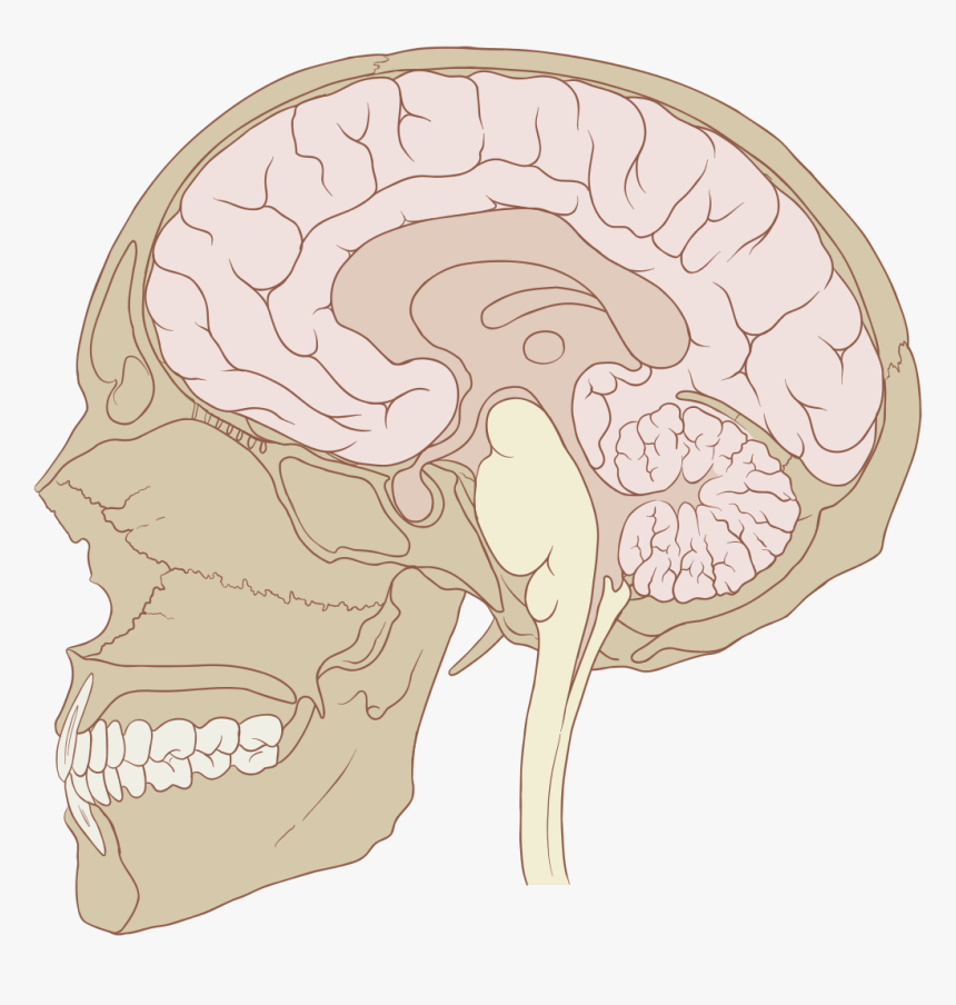 Sagittal Brain And Skull, HD Png Download, Free Download