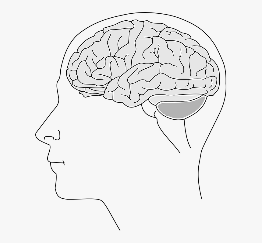 Brain, Anatomy, Physiology, Human, Biology, Thinking - Human Brain Thinking Drawing, HD Png Download, Free Download