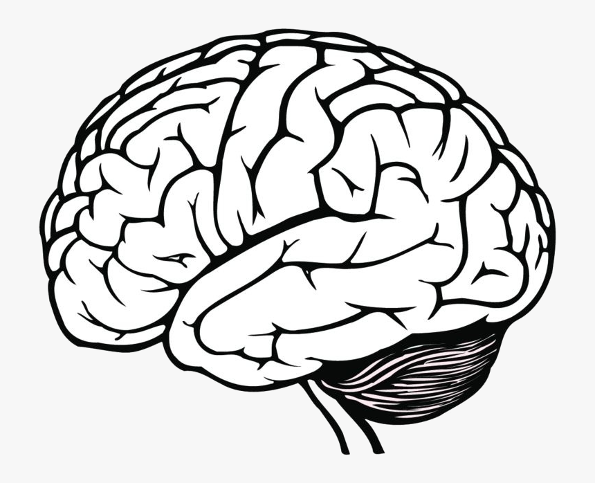 Brain Best Clipart Black And White Clipartion Transparent - Brain ...