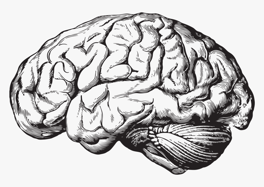 Brain Illustration Anatomy, HD Png Download, Free Download