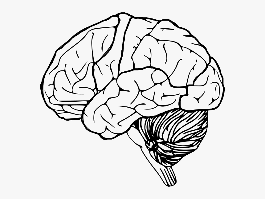 Brain Clip Art, HD Png Download - kindpng