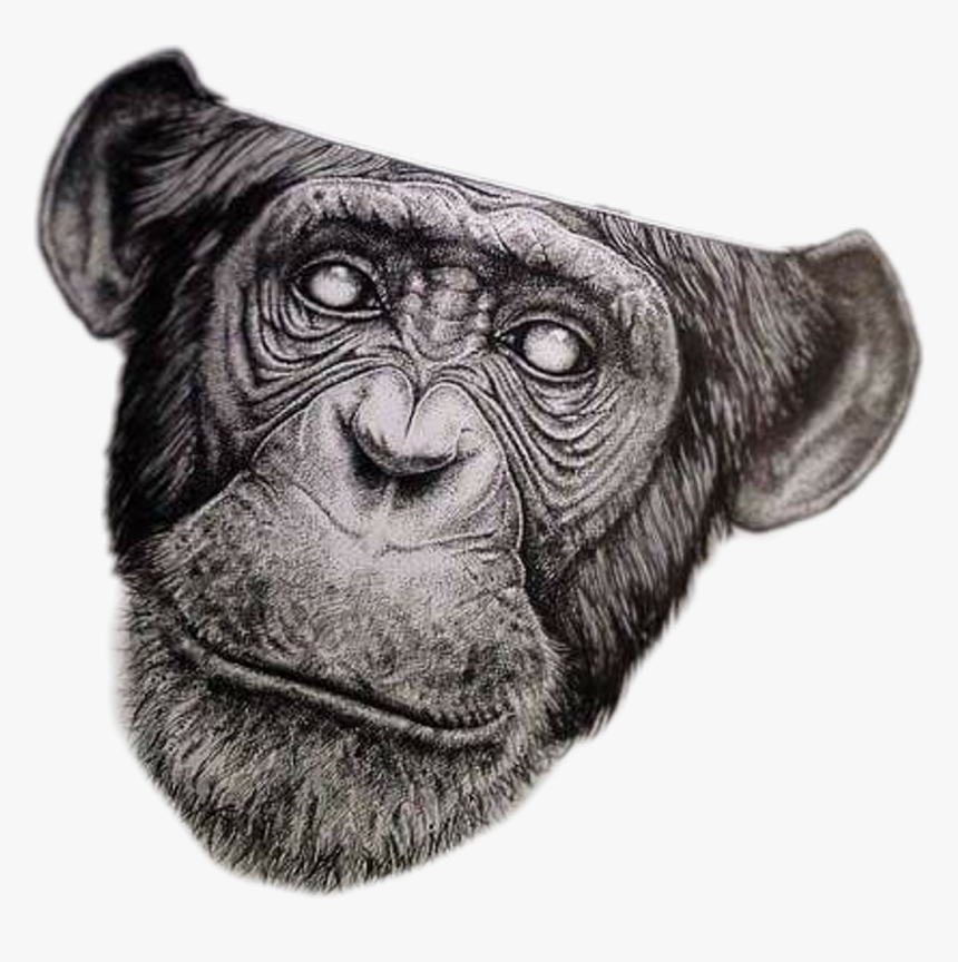 #mono #graffiti Art #urbano - Half Monkey Half Skull, HD Png Download, Free Download