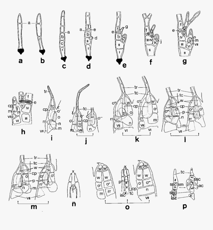 Technical Drawing, HD Png Download, Free Download