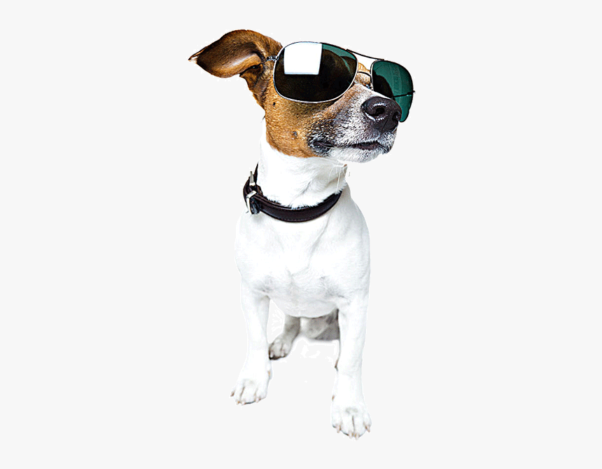 Wearing Shepherd Walking Sunglasses Sitting German - Dog With Sunglasses Png, Transparent Png, Free Download