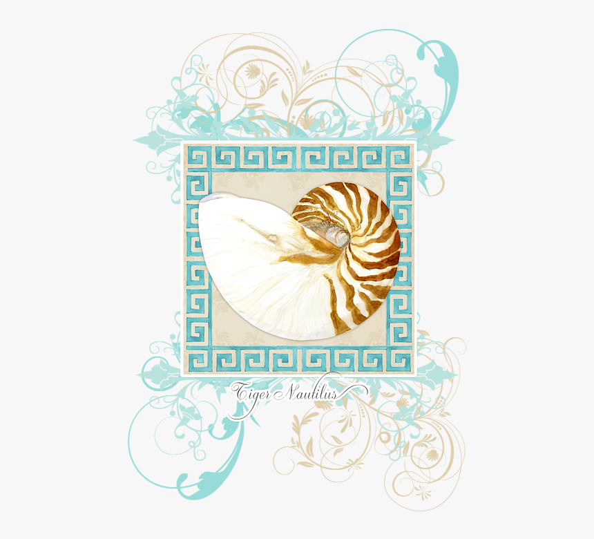 Seashell, HD Png Download, Free Download