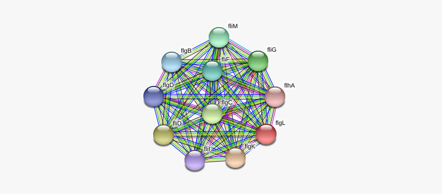 Flgl Protein - Circle, HD Png Download, Free Download