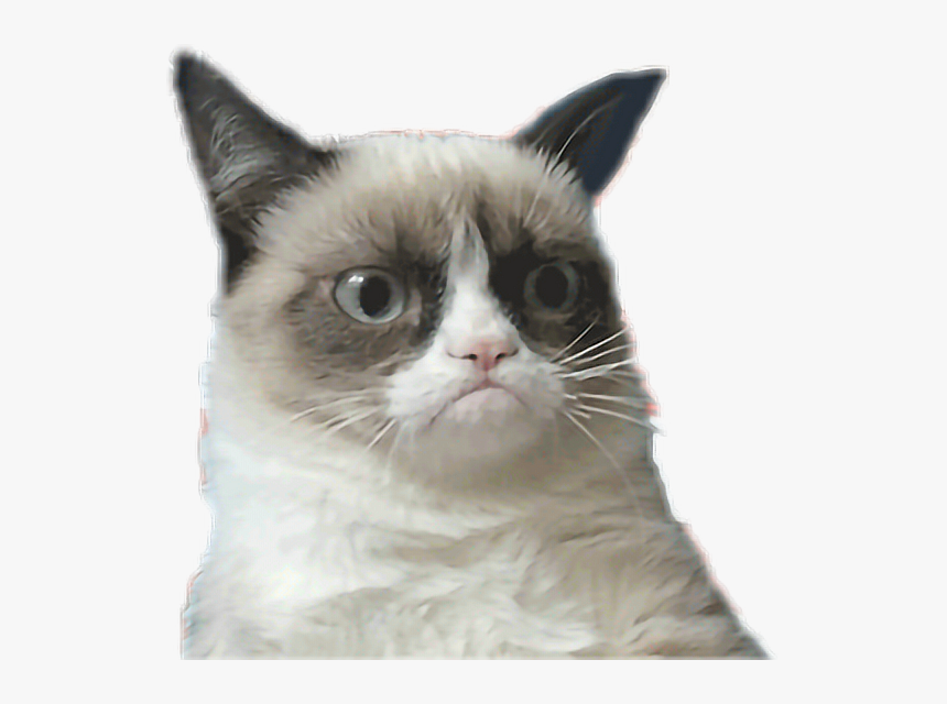 American Flag Fail Gif, Hd Png Download - Grumpy Cat Memes Gif, Transparent Png, Free Download