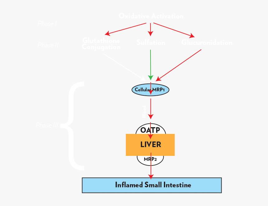 Diagram, HD Png Download, Free Download