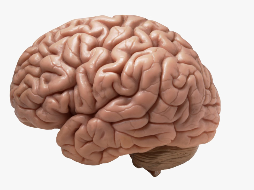 Brain Png Download Image - Human Brain, Transparent Png, Free Download