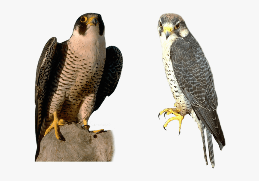 Peregrine Falcon No Background , Transparent Cartoons - Peregrine Falcon Transparent Background, HD Png Download, Free Download
