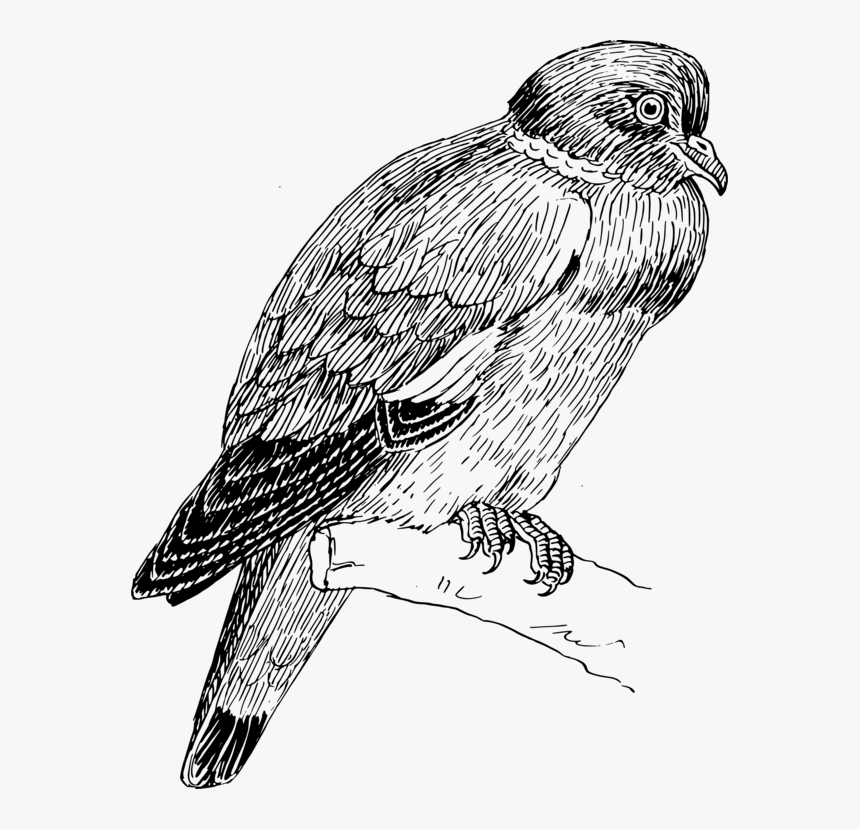 Peregrine Falcon,hawk,kite - Barbary Dove, HD Png Download, Free Download