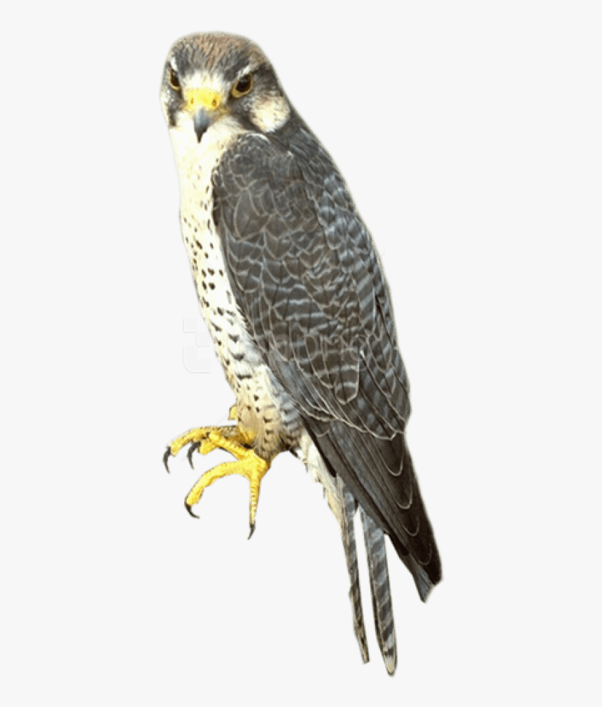 Peregrine Falcon Transparent Background, HD Png Download, Free Download