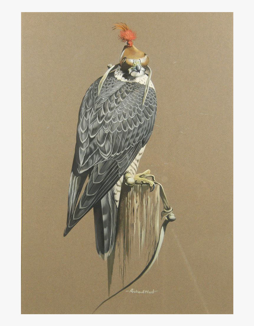 Peregrine Falcon, HD Png Download, Free Download