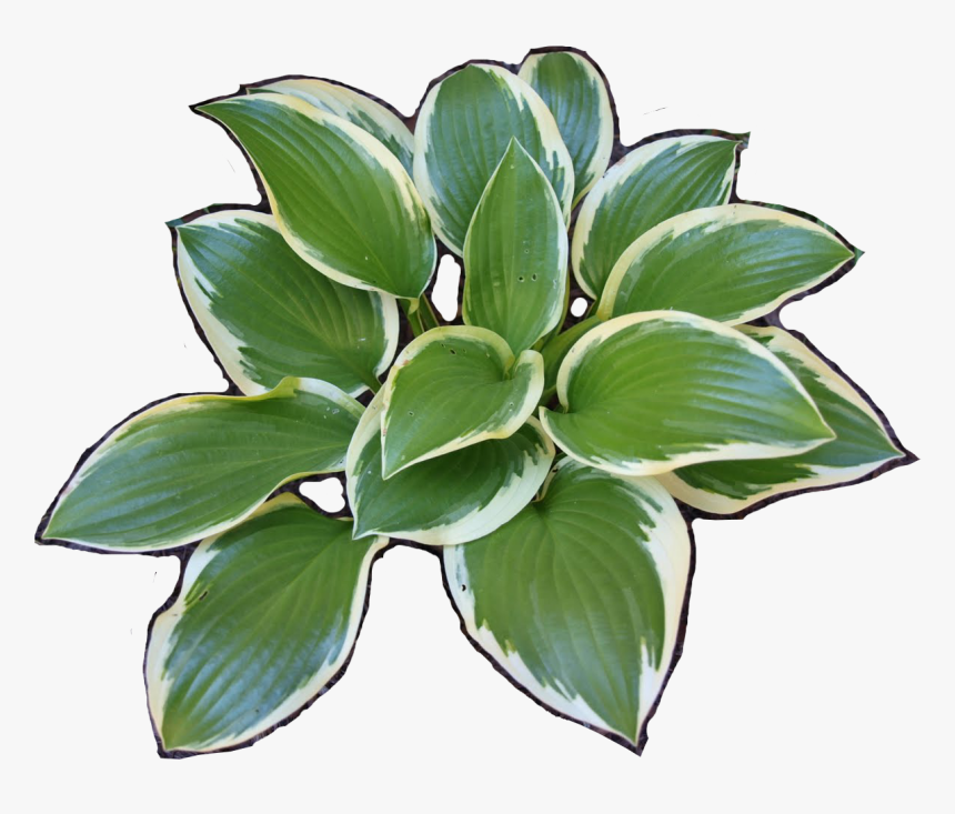 Plantain Lilies , Png Download - Hostas Png, Transparent Png, Free Download