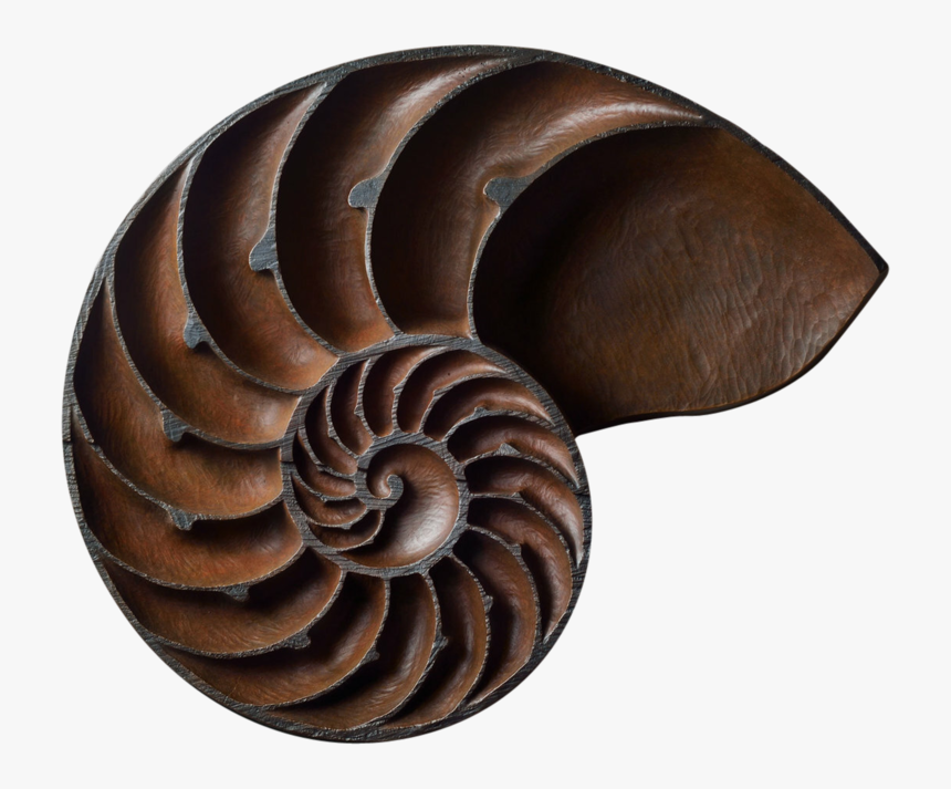 Nautilus Peregrine O"gormley - Sea Snail, HD Png Download, Free Download