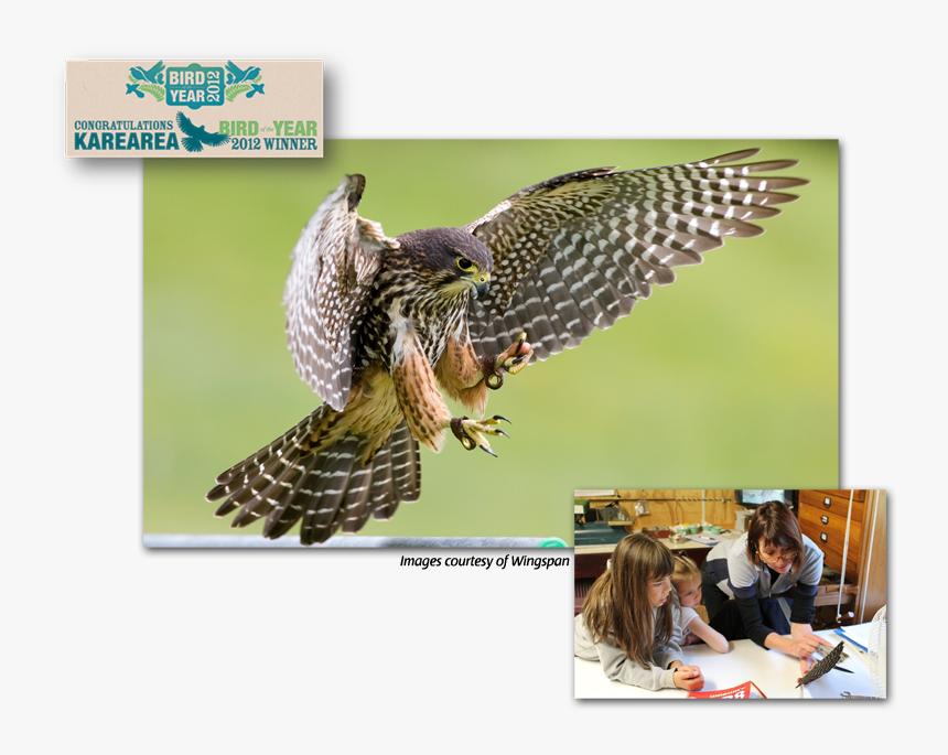 Falcon Conservation - New Zealand Falcon, HD Png Download, Free Download