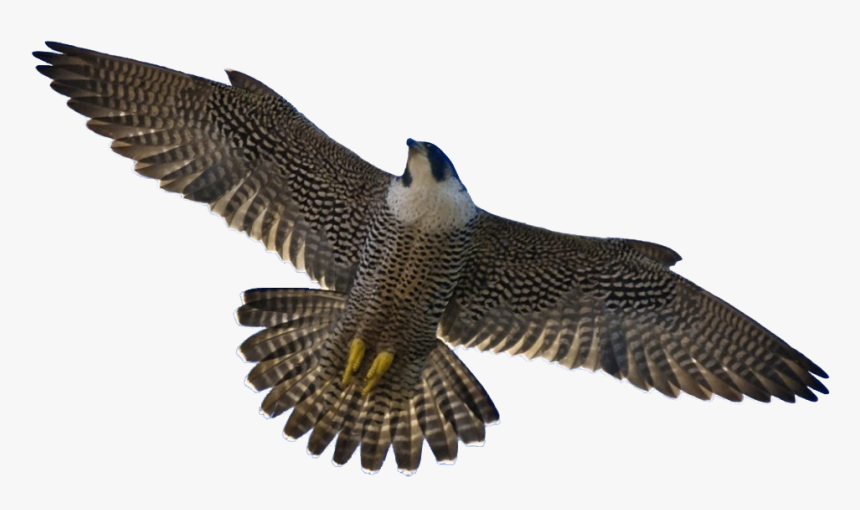 Peregrine Falcon, HD Png Download, Free Download