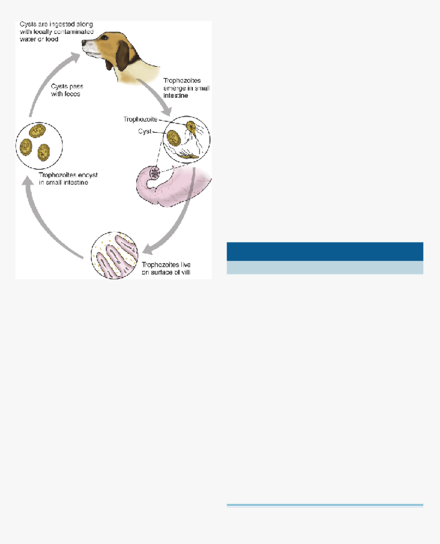 Cysty Giardia U Psa, HD Png Download, Free Download