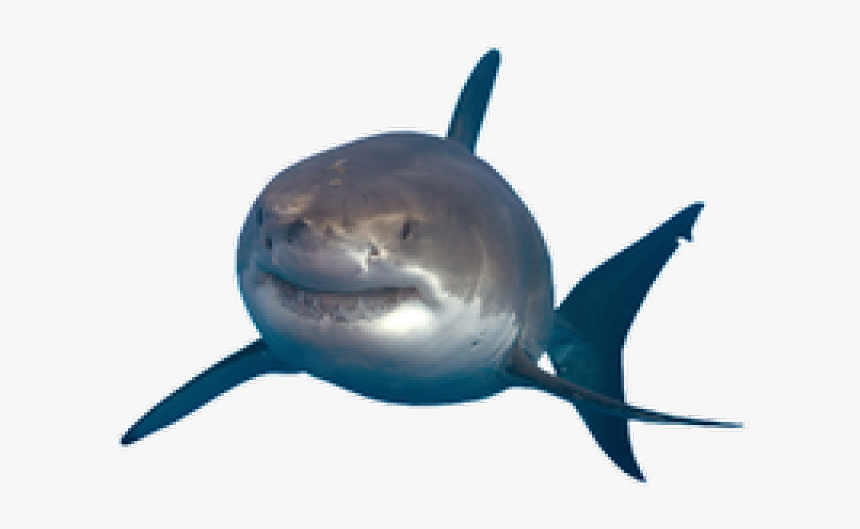 Great White Shark Portable Network Graphics Image Drawing - Transparent Background Shark Png, Png Download, Free Download