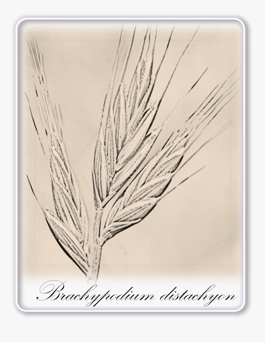 Banner Library Library Barley Drawing Rye - Grass, HD Png Download, Free Download