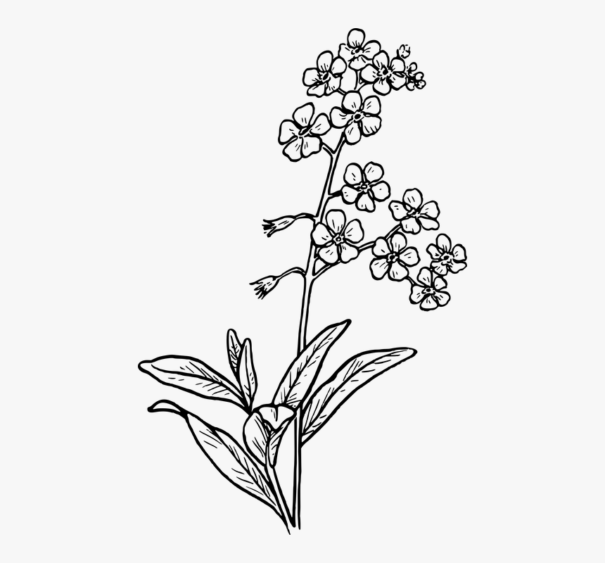 Flower, Garden, Plant, Scorpion Grass - Forget Me Not Flower Drawing, HD Png Download, Free Download