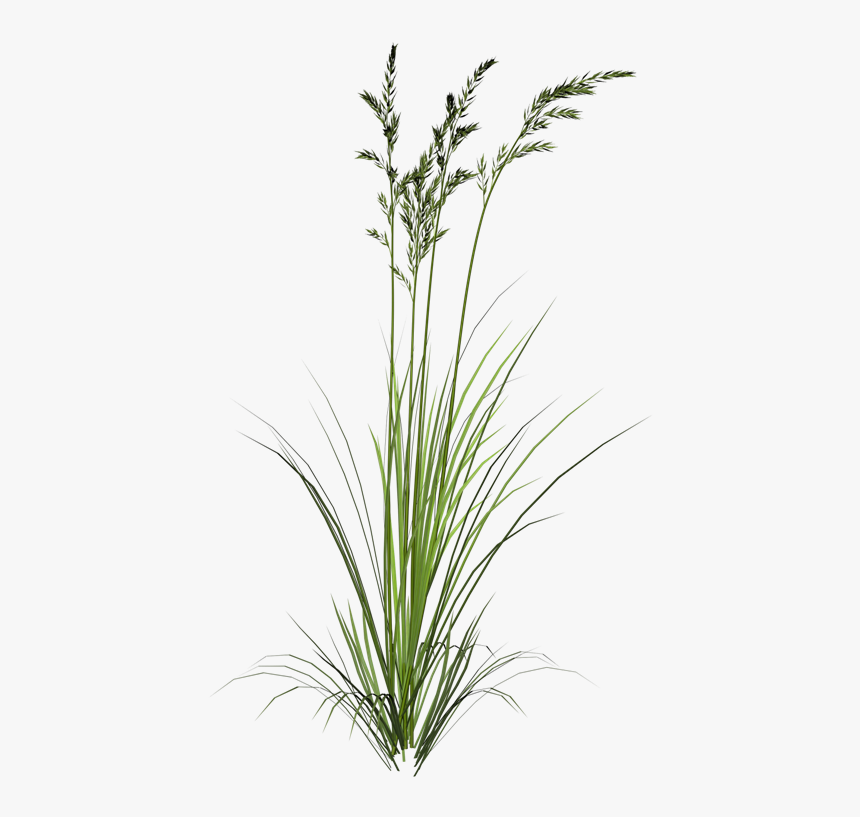 Green Wheat Png, Transparent Png, Free Download