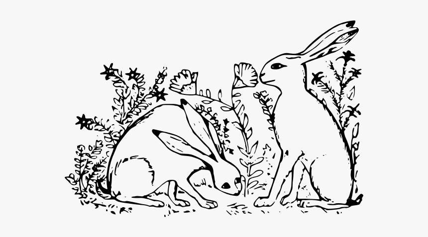 Hares In Grass - Hare, HD Png Download, Free Download