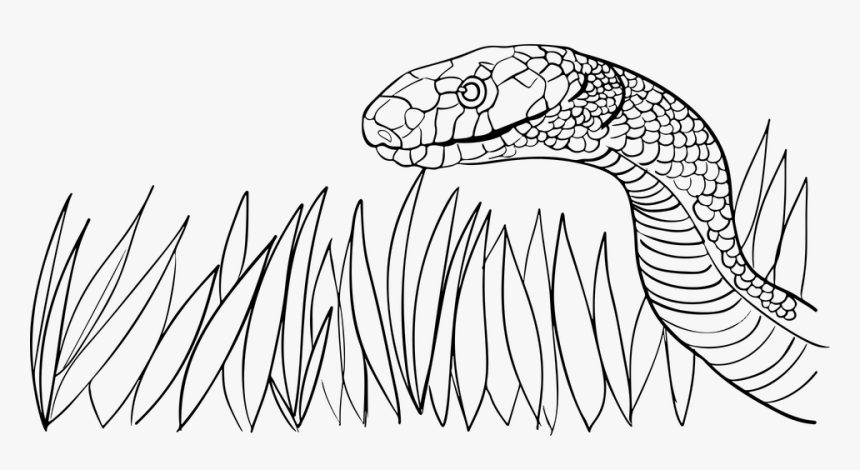 Animal, Grass, Poison, Serpent, Snake, Venomous, Viper - Grass Snake Black And White, HD Png Download, Free Download