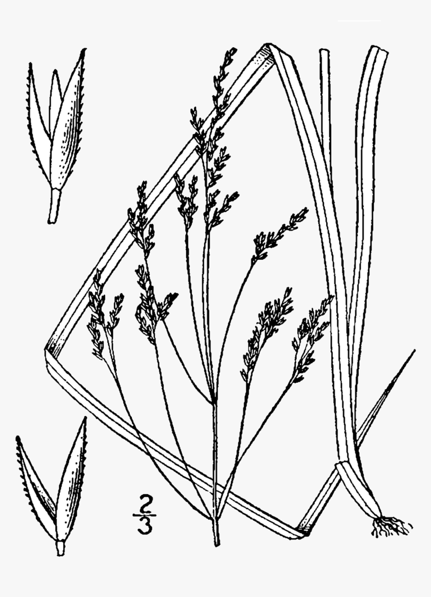 Agrostis Perennans Flor, HD Png Download, Free Download