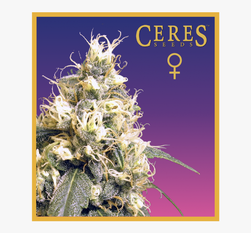 Ceres Kush - Ceres Skunk, HD Png Download, Free Download