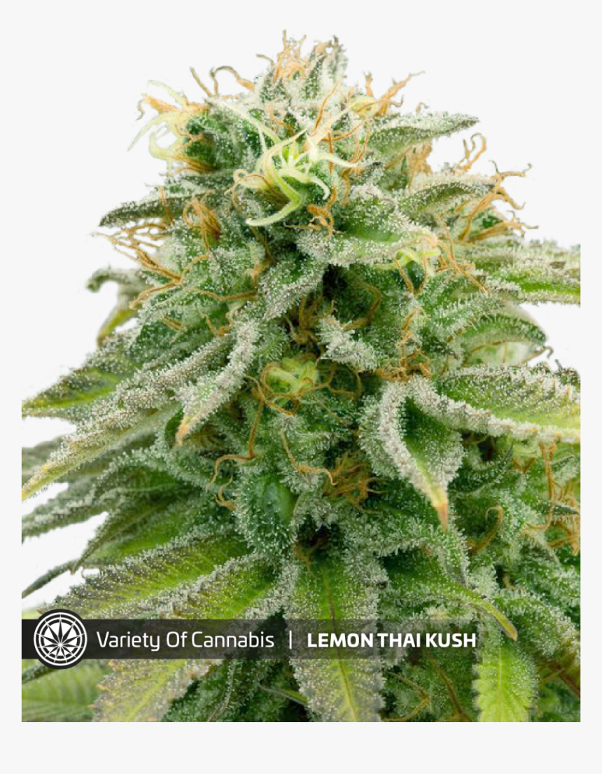 Lemon Thai Kush Weed, HD Png Download, Free Download