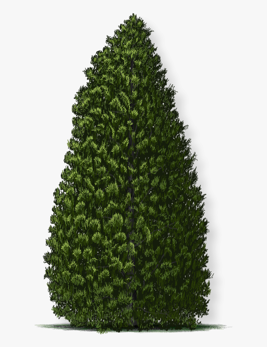 Christmas Tree, HD Png Download, Free Download