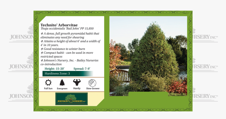 Technito Arborvitae Thuja Occidentalis Bail John Benchcard - Jn Strain Musclewood, HD Png Download, Free Download