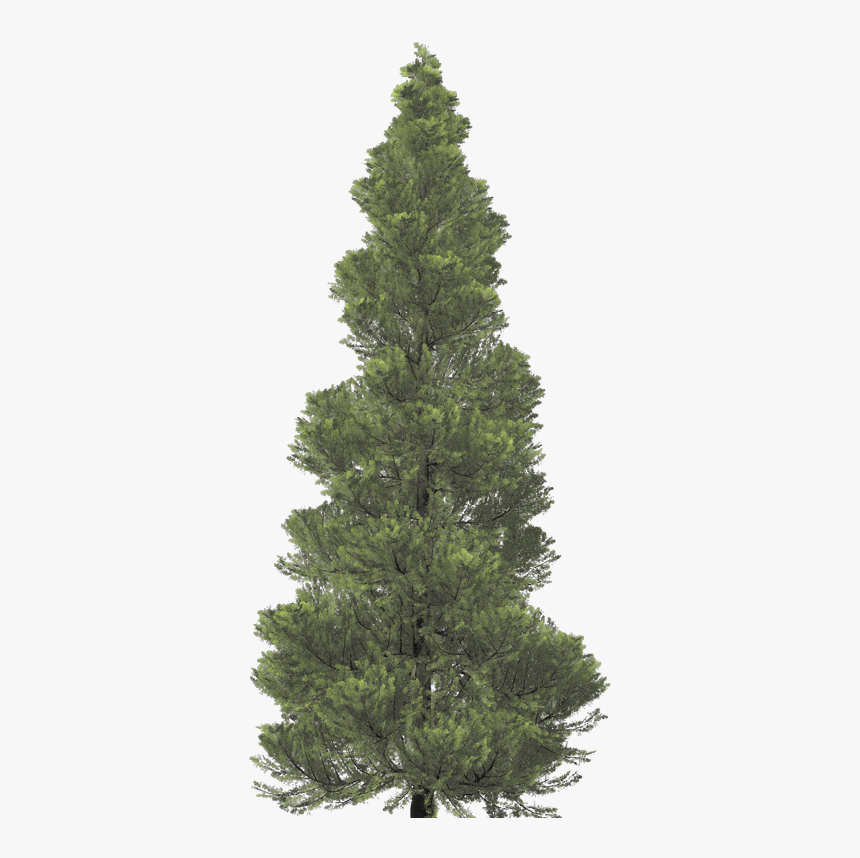 Christmas Tree, HD Png Download, Free Download